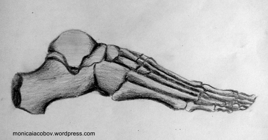 Picior-schelet 2